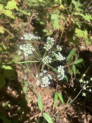 Oenantheae