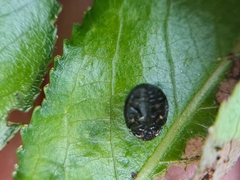 Plagiodera versicolora