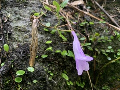 Lysionotus pauciflorus