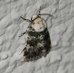 Lacinipolia palilis