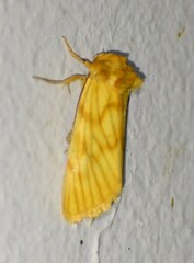 Eulithosia papago