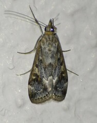 Loxostege allectalis