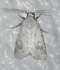 Leucocnemis perfundis