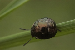 Rubiconia intermedia