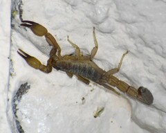 Vaejovidae