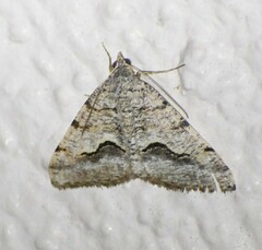 Frederickia s-signata