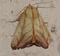 Xanthodes transversa