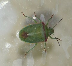 Thyanta custator accerra