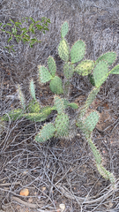 Opuntia littoralis