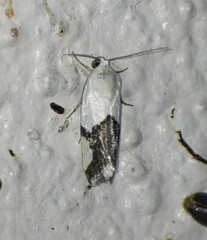 Ponometia cuta