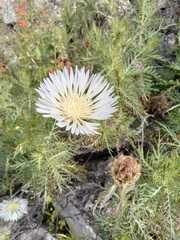 Plectocephalus chilensis