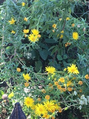 Chrysopsidinae