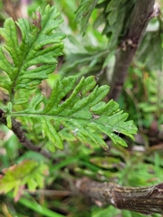 Jacobaea erucifolia
