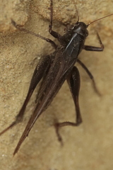 Platycleis grisea