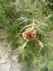 Plectocephalus chilensis