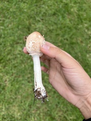 Chlorophyllum