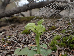 Pterostylis cycnocephala