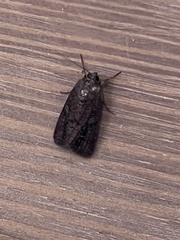Spodoptera
