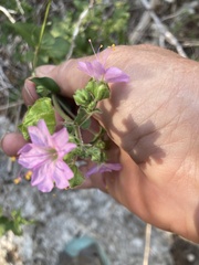 Mirabilis albida