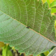 Agrilus