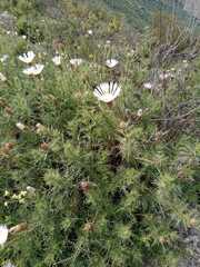 Plectocephalus chilensis