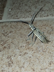 Neoptychodes trilineatus