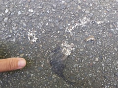 Bufo bankorensis