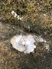 Umbilicariomycetidae