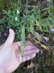 Symphyotrichum oolentangiense