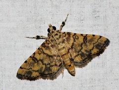 Lamprosema tampiusalis