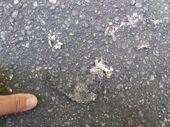 Bufo bankorensis