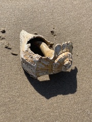 Sinistrofulgur pulleyi