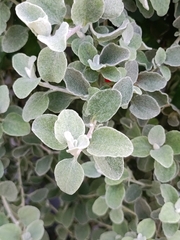 Helichrysum petiolare