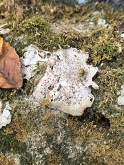 Umbilicariomycetidae