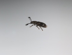 Eucorynus crassicornis