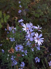 Symphyotrichum oolentangiense