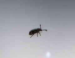 Eucorynus crassicornis