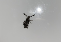 Eucorynus crassicornis