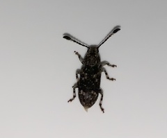 Eucorynus crassicornis