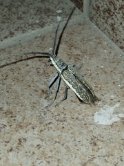Neoptychodes trilineatus
