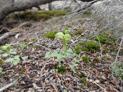 Pterostylis cycnocephala
