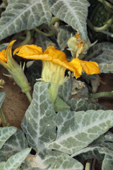 Cucurbita palmata