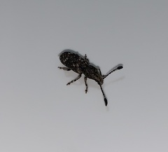 Eucorynus crassicornis