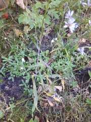 Symphyotrichum oolentangiense