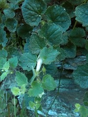 Asarina procumbens