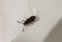 Eucorynus crassicornis