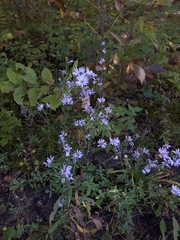 Symphyotrichum oolentangiense