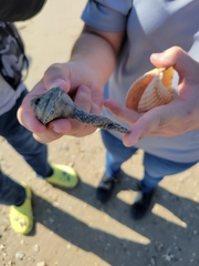 Sinistrofulgur pulleyi