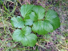Smyrnium olusatrum