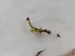 Botryocladia botryoides